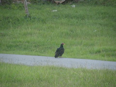 Cathartes aura