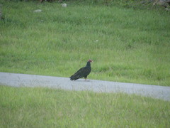 Cathartes aura