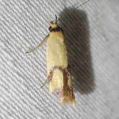 Plectobela ecliptica