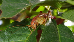 Gammarotettix aesculus