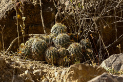 Coryphantha durangensis