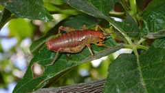 Gammarotettix aesculus