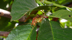 Gammarotettix aesculus