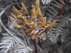 Gentianella chathamica