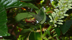 Gammarotettix aesculus