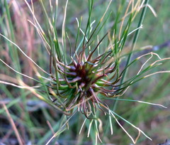 Allium vineale compactum