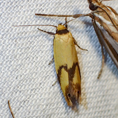 Plectobela ecliptica