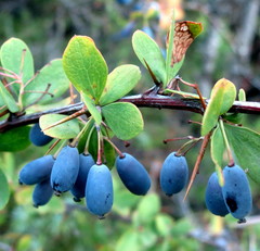 Berberis hispanica