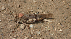 Trimerotropis occidentalis