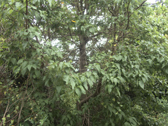 Plagianthus regius chathamicus