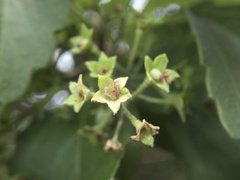 Plagianthus regius chathamicus