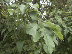 Plagianthus regius chathamicus