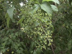 Plagianthus regius chathamicus