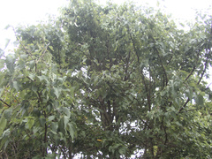 Plagianthus regius chathamicus
