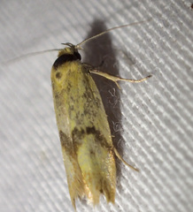 Plectobela ecliptica