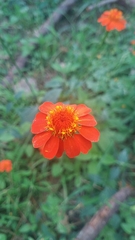 Comaclinium montanum