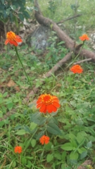 Comaclinium montanum