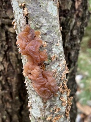 Phaeotremella frondosa