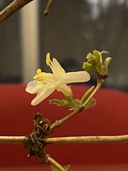 Lonicera
