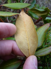 Rhododendron minus