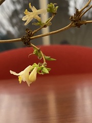 Lonicera