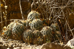 Coryphantha durangensis