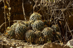 Coryphantha durangensis