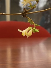 Lonicera