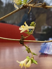Lonicera