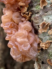 Phaeotremella frondosa