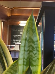Sansevieria