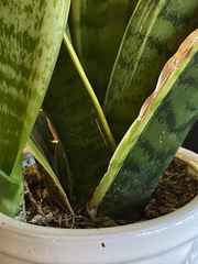 Sansevieria
