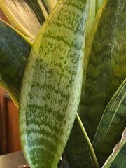 Sansevieria