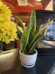 Sansevieria