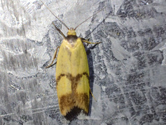 Plectobela ecliptica