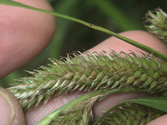 Carex ventosa