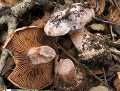 Cortinarius regalis