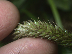 Carex ventosa