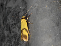 Plectobela ecliptica