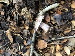 Cortinarius regalis