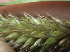 Carex ventosa