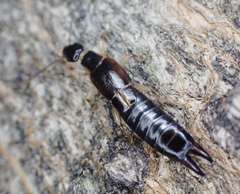 Euborellia cincticollis