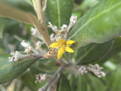 Corokia macrocarpa