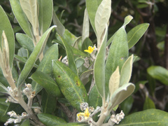 Corokia macrocarpa