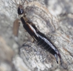 Euborellia cincticollis