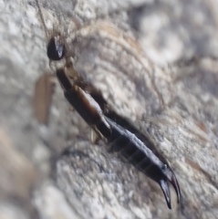 Euborellia cincticollis