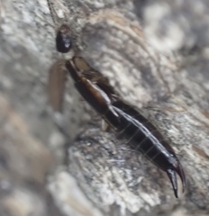 Euborellia cincticollis