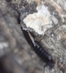 Euborellia cincticollis