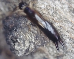 Euborellia cincticollis