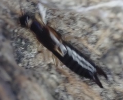 Euborellia cincticollis